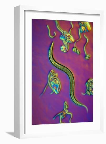 C. Elegans Worms, Light Micrograph-Sinclair Stammers-Framed Photographic Print