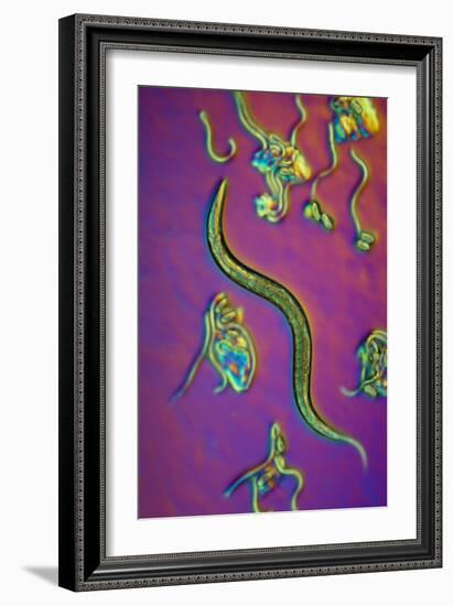 C. Elegans Worms, Light Micrograph-Sinclair Stammers-Framed Photographic Print