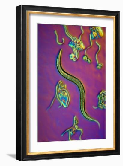 C. Elegans Worms, Light Micrograph-Sinclair Stammers-Framed Photographic Print