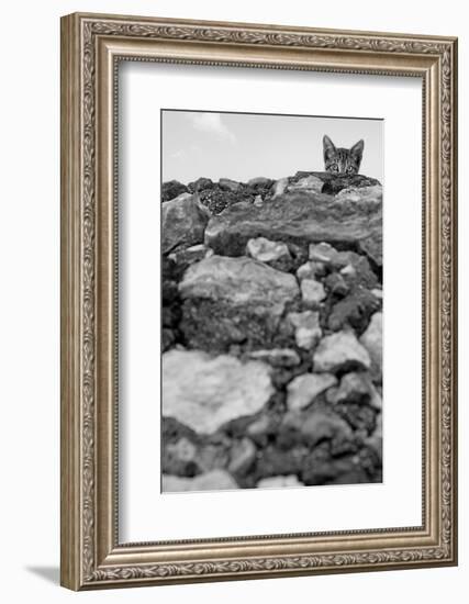 C’est Moi!-Jon Bertelli-Framed Photographic Print