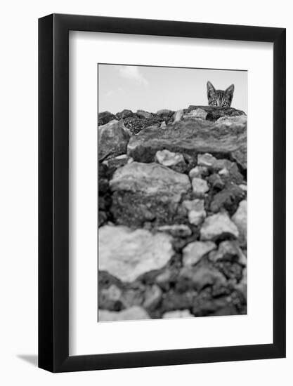 C’est Moi!-Jon Bertelli-Framed Photographic Print