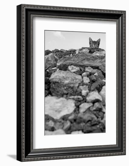 C’est Moi!-Jon Bertelli-Framed Photographic Print