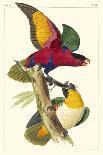 Lemaire Parrots IV-C.L. Lemaire-Art Print