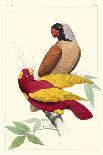 Lemaire Parrots III-C.L. Lemaire-Stretched Canvas