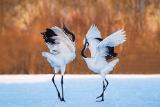 The Dance of Love-C. Mei-Photographic Print