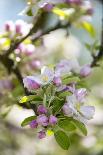 Apple Blossoms-C. Nidhoff-Lang-Photographic Print