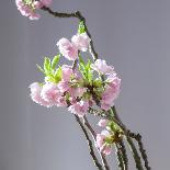 Branch of Cherry Blossoms in Front of Light Grey Background-C. Nidhoff-Lang-Photographic Print