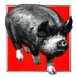 Pig Portrait-C.R. Patterson-Framed Giclee Print