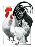 Black and White Chicken-C.R. Patterson-Framed Giclee Print