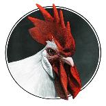 Rooster Photograph-C.R. Patterson-Giclee Print