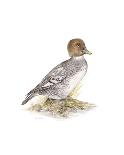 Wigeon (Male)-C^T^N^ Ackland-Framed Premium Giclee Print