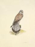 Tawny Owl-C^T^N^ Ackland-Framed Premium Giclee Print