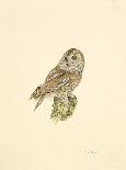 Tawny Owl-C^T^N^ Ackland-Framed Premium Giclee Print