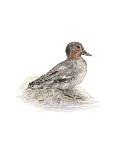 Wigeon (Male)-C^T^N^ Ackland-Framed Premium Giclee Print