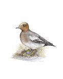 Wigeon (Male)-C^T^N^ Ackland-Framed Premium Giclee Print