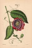 Winged-Stem Passion Flower with Crimson, Purple and White Flowers-C.T. Rosenberg-Mounted Giclee Print