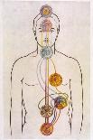 Chakras and Nervous System-CW Leadbeater-Photographic Print