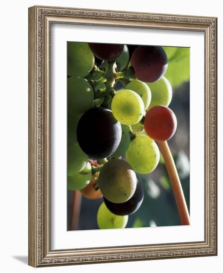 Cab Franc, Grape Cluster in Veraison, Seven Hills Vineyard, Umatilla County, Oregon, USA-Brent Bergherm-Framed Photographic Print