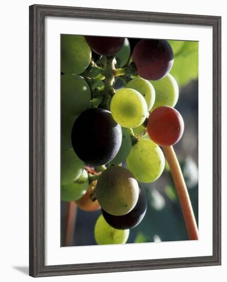 Cab Franc, Grape Cluster in Veraison, Seven Hills Vineyard, Umatilla County, Oregon, USA-Brent Bergherm-Framed Photographic Print