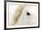 Caballo Blanco I-Shana Rae-Framed Giclee Print