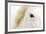 Caballo Blanco I-Shana Rae-Framed Giclee Print