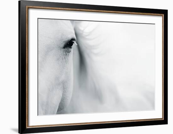 Caballo Blanco II-Shana Rae-Framed Art Print