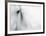 Caballo Blanco II-Shana Rae-Framed Art Print