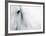 Caballo Blanco II-Shana Rae-Framed Art Print