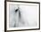 Caballo Blanco II-Shana Rae-Framed Art Print