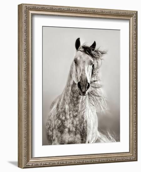 Caballo de Andaluz-Lisa Dearing-Framed Photographic Print