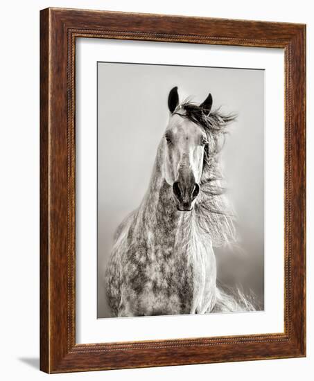 Caballo de Andaluz-Lisa Dearing-Framed Photographic Print