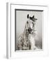 Caballo de Andaluz-Lisa Dearing-Framed Photographic Print