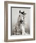 Caballo de Andaluz-Lisa Dearing-Framed Photographic Print