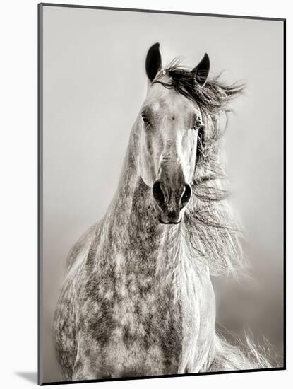 Caballo de Andaluz-Lisa Dearing-Mounted Photographic Print