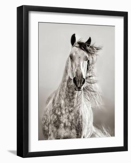 Caballo de Andaluz-Lisa Dearing-Framed Premium Photographic Print