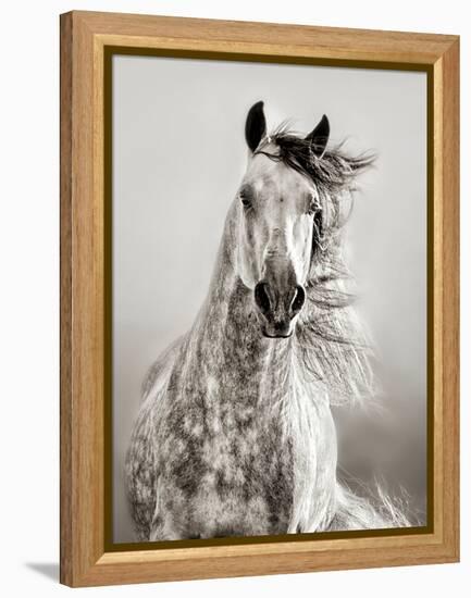 Caballo de Andaluz-Lisa Dearing-Framed Premier Image Canvas