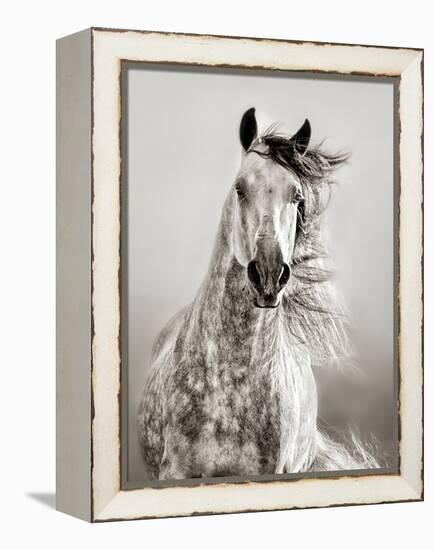 Caballo de Andaluz-Lisa Dearing-Framed Premier Image Canvas