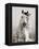Caballo de Andaluz-Lisa Dearing-Framed Premier Image Canvas