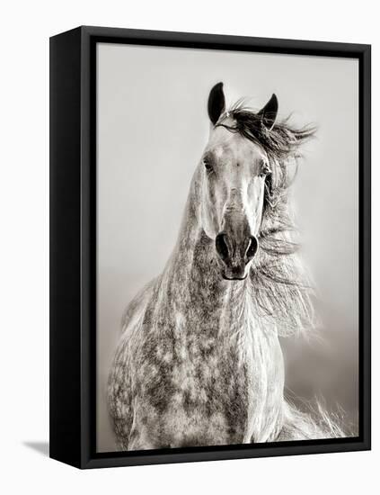 Caballo de Andaluz-Lisa Dearing-Framed Premier Image Canvas