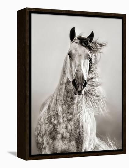 Caballo de Andaluz-Lisa Dearing-Framed Premier Image Canvas