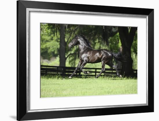 Caballos Christiani 017-Bob Langrish-Framed Photographic Print