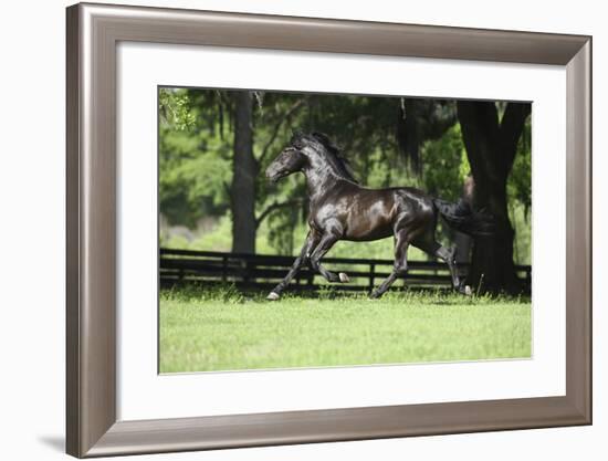 Caballos Christiani 017-Bob Langrish-Framed Photographic Print