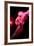 Cabaret Dancer Over Dark Background-Elena Efimova-Framed Photographic Print