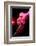 Cabaret Dancer Over Dark Background-Elena Efimova-Framed Photographic Print