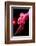 Cabaret Dancer Over Dark Background-Elena Efimova-Framed Photographic Print