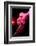 Cabaret Dancer Over Dark Background-Elena Efimova-Framed Photographic Print