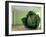 Cabbage (After Magritte) 1995-Norman Hollands-Framed Photographic Print