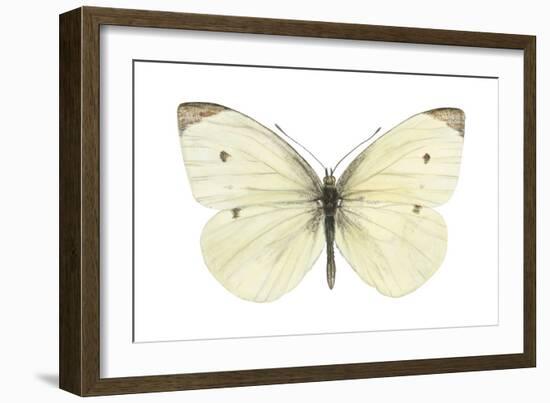 Cabbage Butterfly (Pieris Rapae), Insects-Encyclopaedia Britannica-Framed Art Print