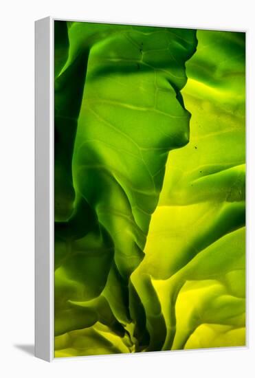 Cabbage detail showing veins. Lit from within.-Brent Bergherm-Framed Premier Image Canvas