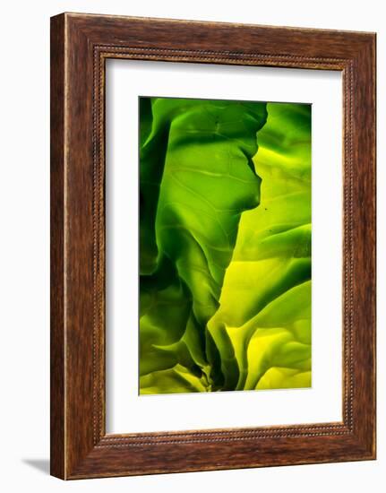 Cabbage detail showing veins. Lit from within.-Brent Bergherm-Framed Photographic Print